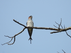 Hemiprocne coronata