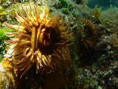 Bunodosoma californica