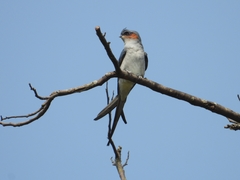 Hemiprocne coronata