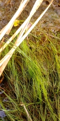 Eleocharis baldwinii