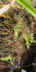 Eleocharis baldwinii