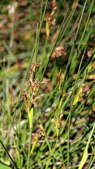 Juncus kraussii