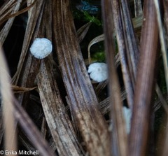 Marasmius epiphyllus