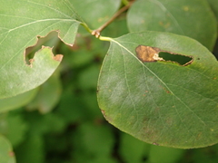 Erysiphe symphoricarpi