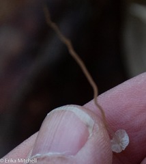 Marasmius epiphyllus