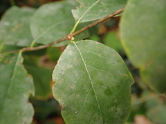 Erysiphe symphoricarpi