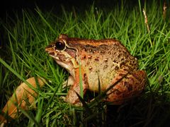 Leptodactylus labrosus