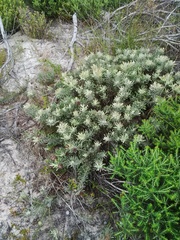 Leucospermum tomentosum