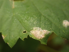 Podosphaera macularis