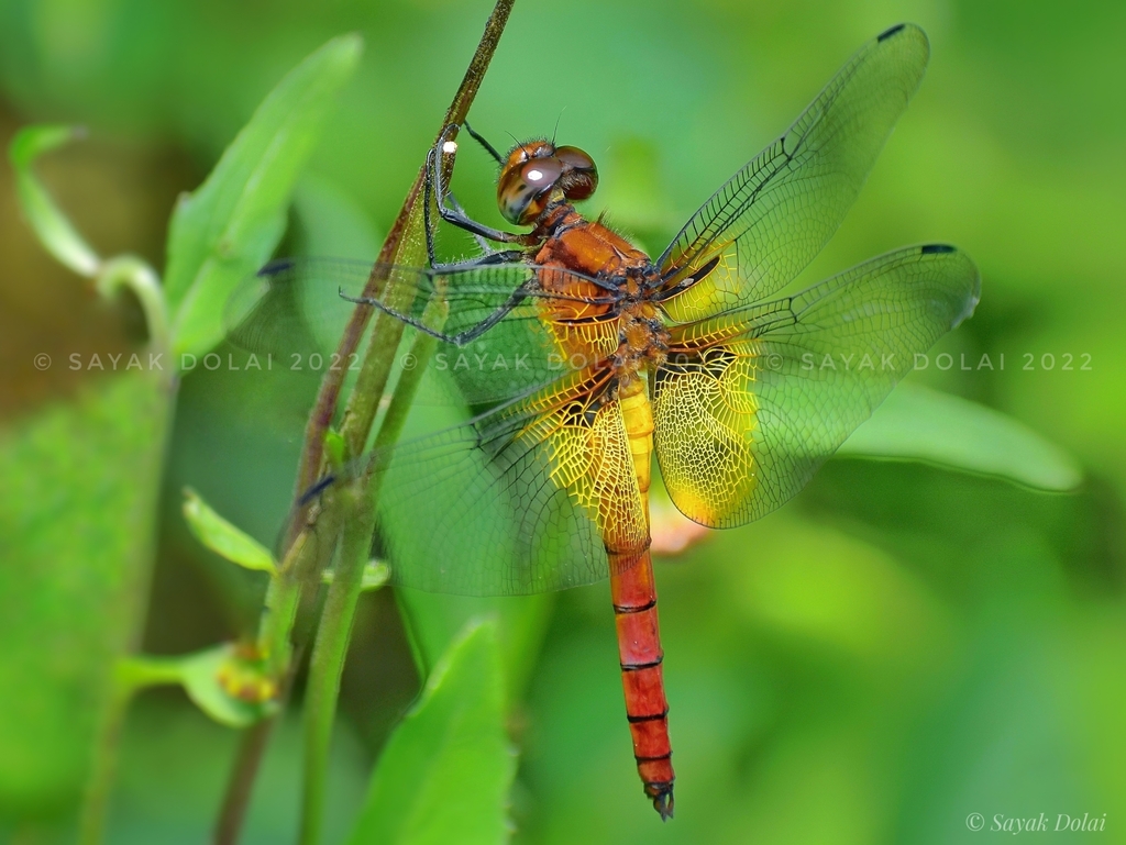 Camacinia harterti