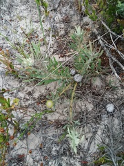 Leucospermum tomentosum