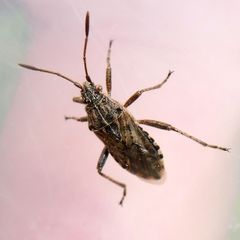 Stictopleurus abutilon