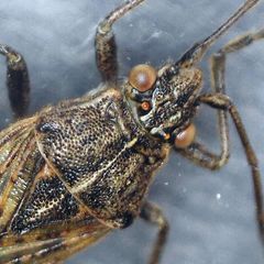 Stictopleurus abutilon