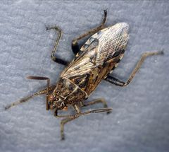 Stictopleurus abutilon