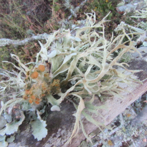 Teloschistaceae image