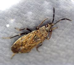 Peritrechus geniculatus