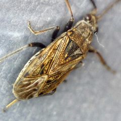 Peritrechus geniculatus