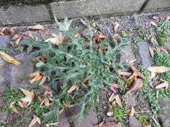 Cirsium vulgare