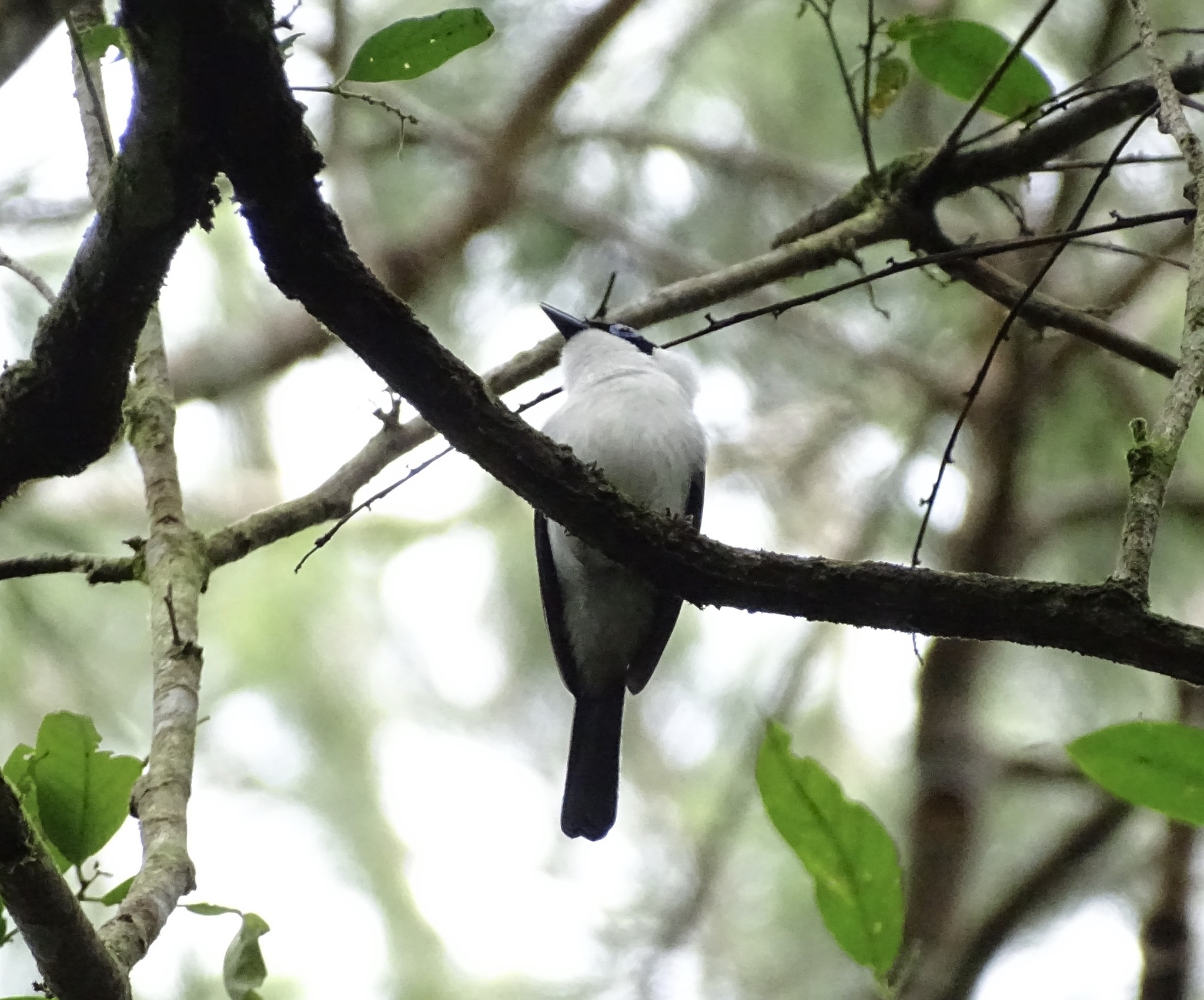 Frilled Monarch (Arses telescopthalmus), photo 3