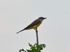 Tyrannus albogularis