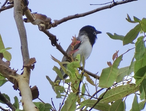 White-bellied Whistler (Pachycephala leucogastra), photo 9