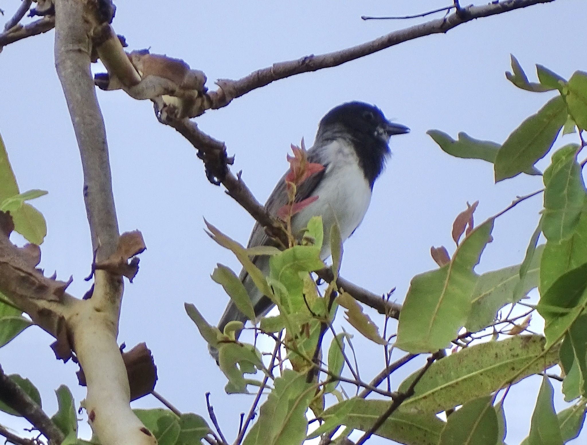 White-bellied Whistler (Pachycephala leucogastra), photo 1