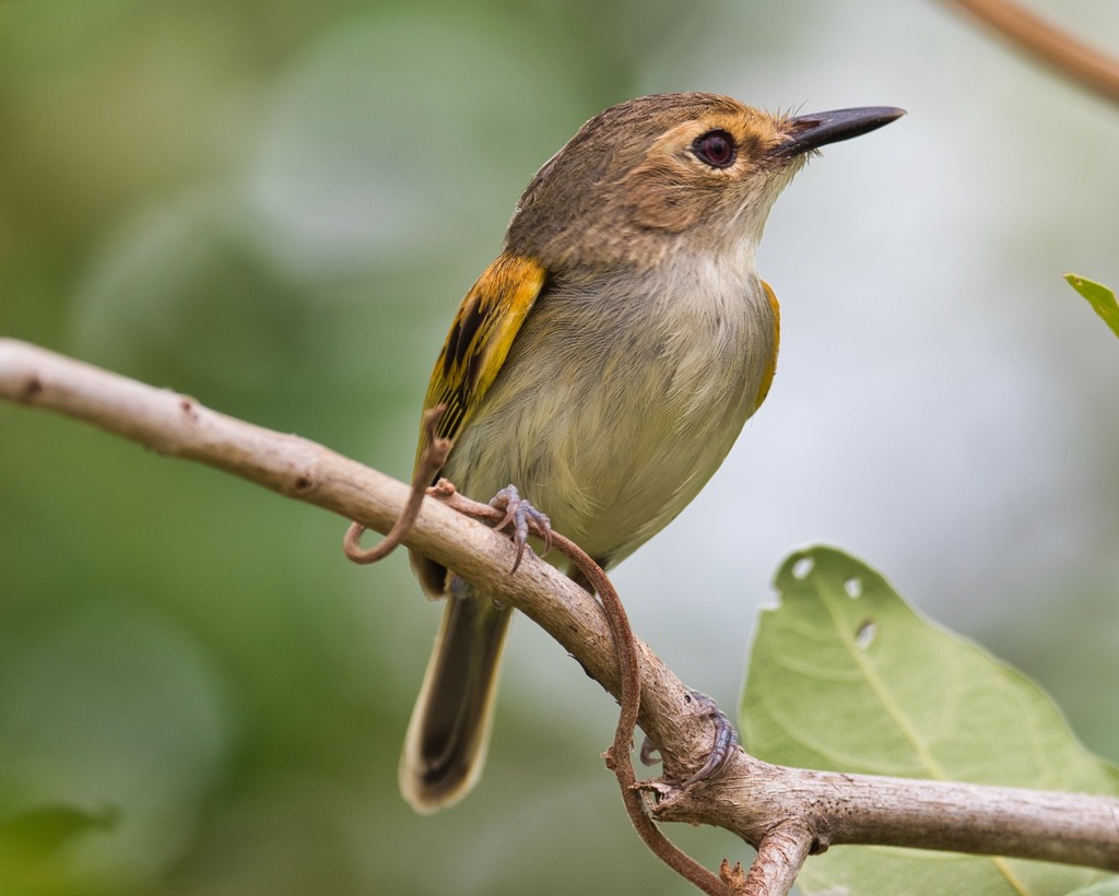 Rusty-fronted Tody-Flycatcher photo