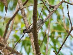 Picumnus albosquamatus