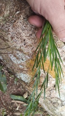 Isochilus linearis, photograph (c) Jonathan Lorencetti Ehlert, some rights reserved (CC BY-SA)