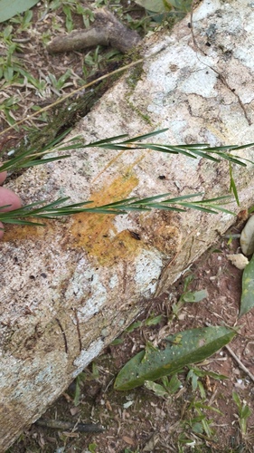 Isochilus linearis, photograph 6