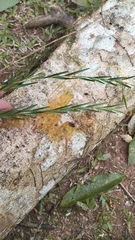 Isochilus linearis, photograph (c) Jonathan Lorencetti Ehlert, some rights reserved (CC BY-SA)