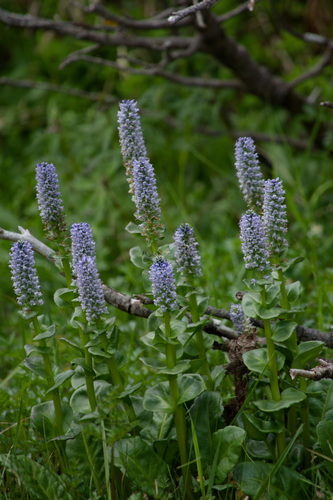 Lagotis yesoensis iNat (2)