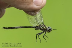 Somatochlora forcipata
