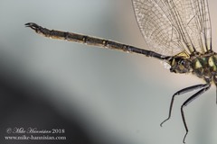 Somatochlora forcipata