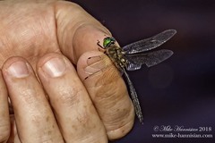 Somatochlora forcipata