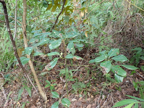 Cinnamomum parthenoxylon observed 2025-08-08