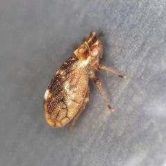 Ulopa reticulata
