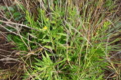 Trixis angustifolia