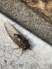 Megatibicen resonans