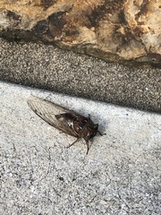 Megatibicen resonans