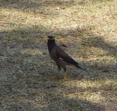 Acridotheres tristis