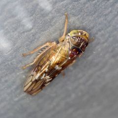 Metidiocerus rutilans