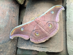 Antheraea