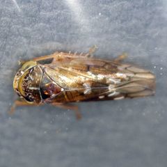 Metidiocerus rutilans