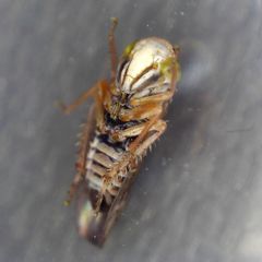 Metidiocerus rutilans
