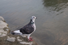 Columba livia