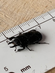Hololepta