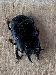 Hololepta