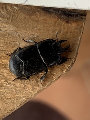 Hololepta
