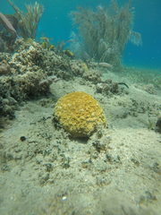 Dichocoenia stokesii